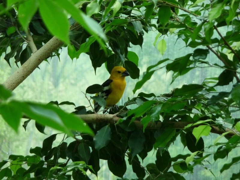 Aviary birds (3).JPG